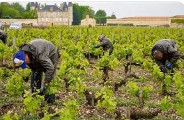 Travail vigne.jpg